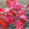 Oak Red #3 - Image 3